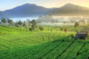 Kebun Teh Cipasung, Wisata Alam dengan Pengalaman Tea Walk yang Seru di Majalengka