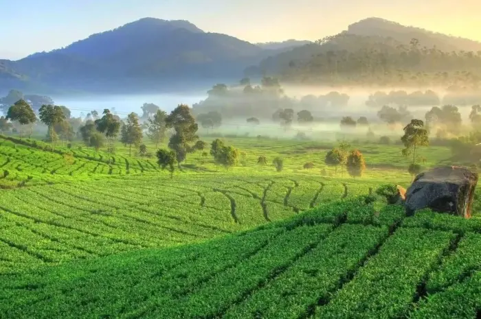 Kebun Teh Cipasung, Wisata Alam dengan Pengalaman Tea Walk yang Seru di Majalengka